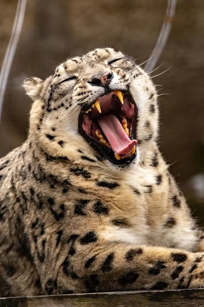 Testa Leopardo Delle Nevi Vicino — Foto Stock