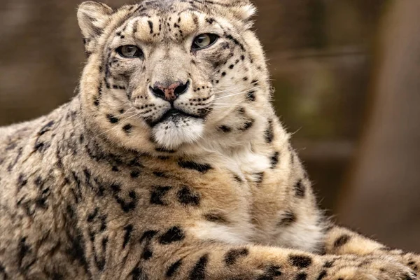 Testa Leopardo Delle Nevi Vicino — Foto Stock