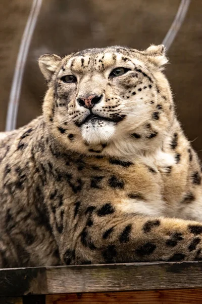 Cabeça Leopardo Neve Perto — Fotografia de Stock