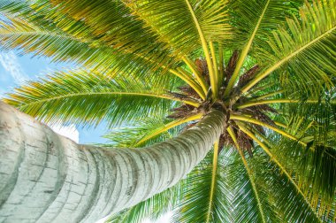 Gökyüzünde yüksek palmiye ağaçları