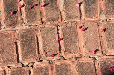 Taş zeminde pembe çiçekler