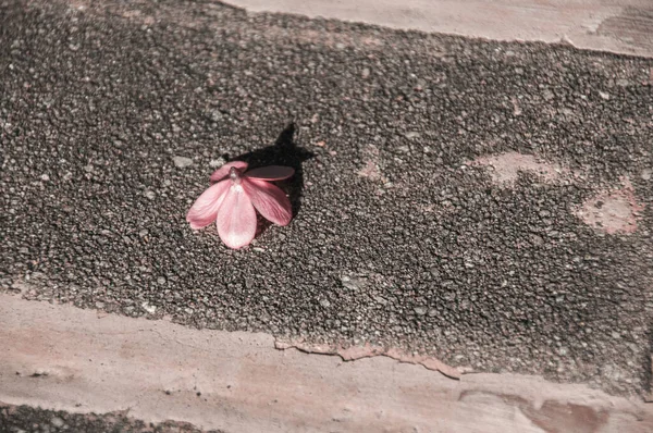 Рожева Квітка Кам Яному Фоні — стокове фото