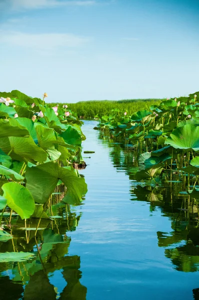 Volga 'nın nilüferler arasındaki yolu
