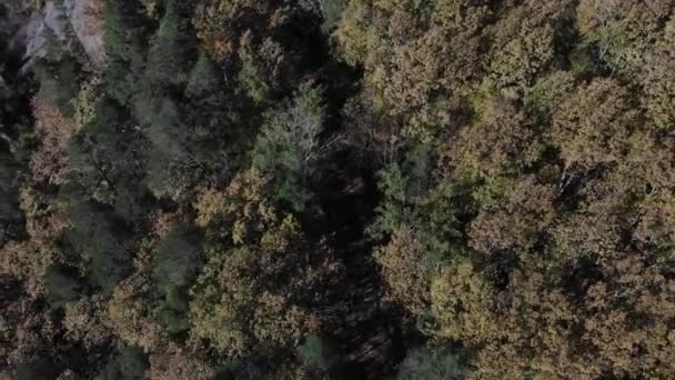 Bäume aus der Luft. Wald im Herbst. Blick auf den Herbstwald. Im Flug über den Herbstwald. — Stockvideo