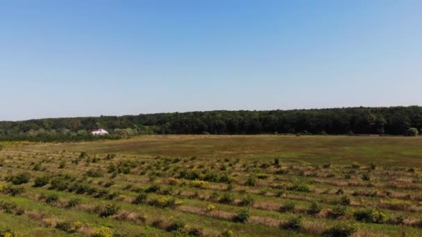 Vista Aérea Del Bosque Prado — Vídeos de Stock