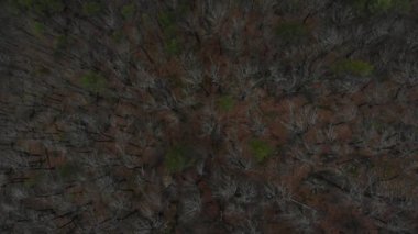 Flying over the forest. Aerial view of the Caucasus forest in winter.
