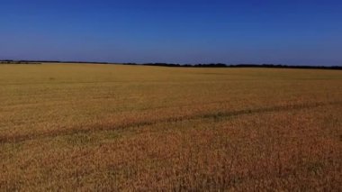 Wheat fields on Kuban. Wheat fields in the Kuban.