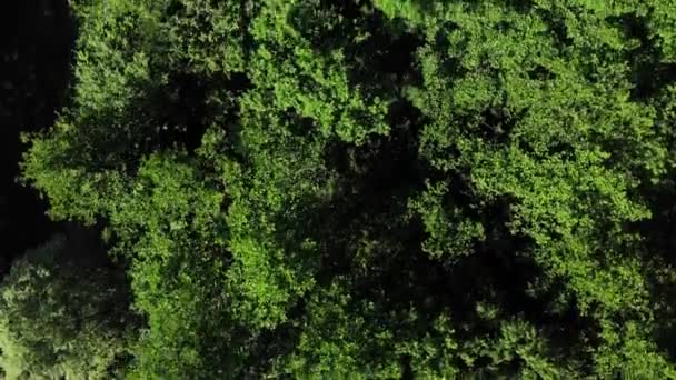 Vista dell'occhio del drone - Top giù aerea alberi fogliame sfondo, Caucaso, Russia . — Video Stock