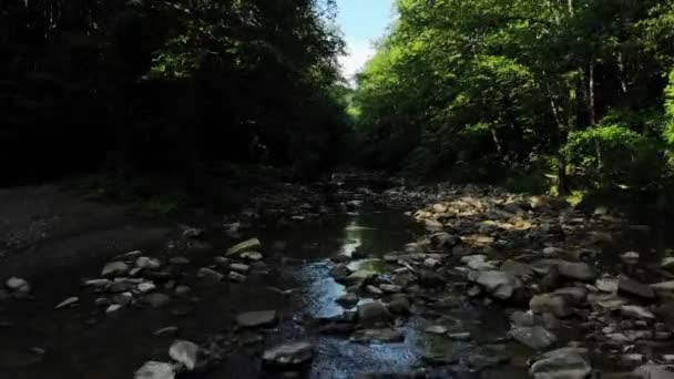 Survoler la rivière en forêt . — Video