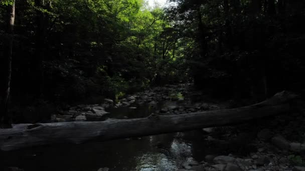 Rivier in het Kaukasusbos. — Stockvideo