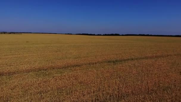 Wheat fields on Kuban. Wheat fields in the Kuban. — Stok video