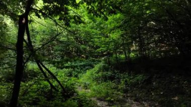 Orman güneşli bir günde.