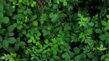 Flying in the forest over the plants.