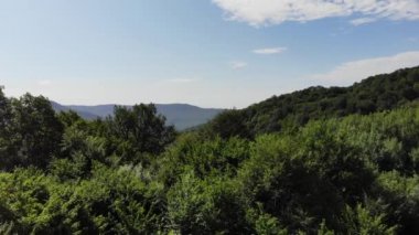 Kozalaklı ve yaprak döken ağaçlar, orman yolu. Çam ormanının tepesinde güzel bir panoramik fotoğraf.