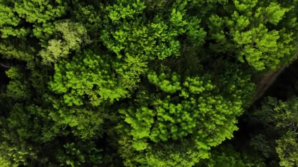 Vista aérea superior de árvores verdes de verão no fundo da floresta, Cáucaso, Rússia. Fotografia de drones . — Vídeo de Stock