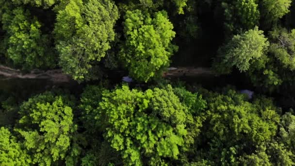 空中トップビューの森 森林の背景に夏の緑の木の空中トップビュー コーカサス ロシア — ストック動画