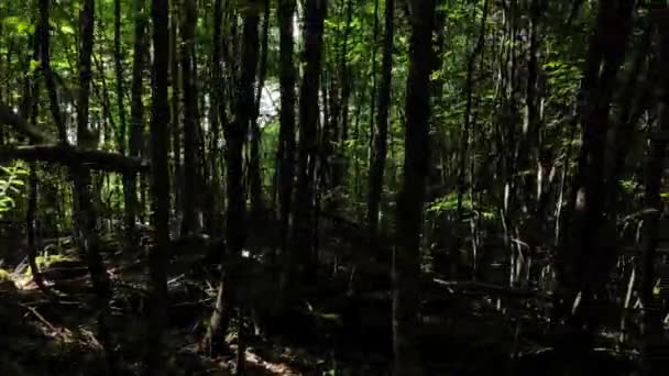 Volando en el bosque. Bosque caucásico en un día soleado . — Vídeos de Stock