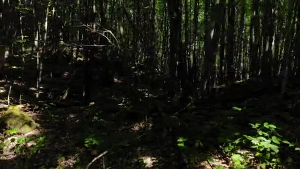 Span na floresta entre as árvores . — Vídeo de Stock