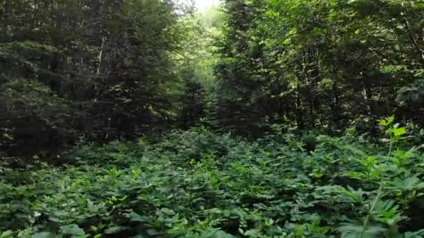 Volando en el bosque sobre las plantas . — Vídeos de Stock