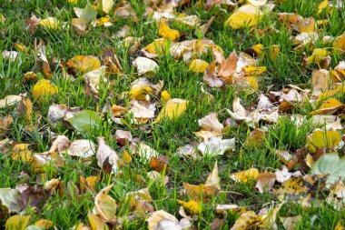 Güzel, parlak sonbahar doğası gözü memnun eder.