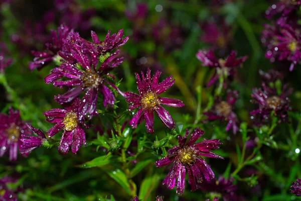 Vackra Blommor Blommade Höstträdgården — Stockfoto