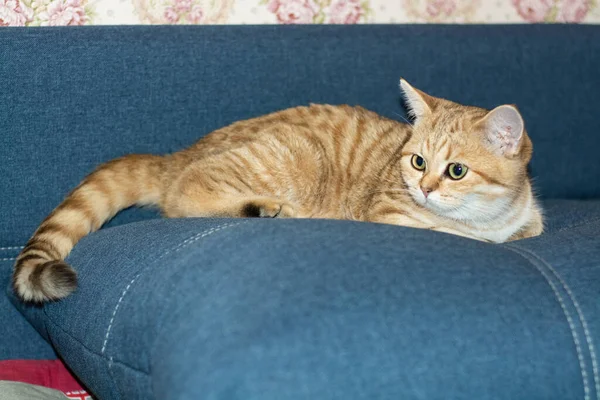 Muito Bela Casa Peludo Gatinho — Fotografia de Stock