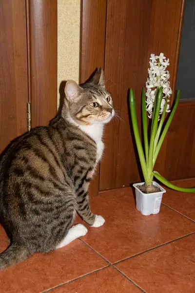 고양이 집에서 특이하고 아름다운 감탄하다 — 스톡 사진