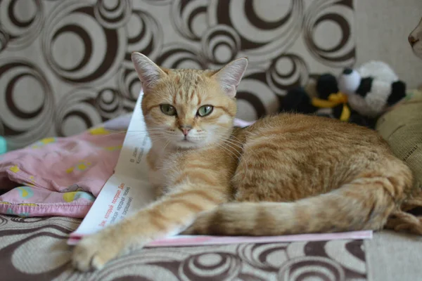 Gato Casa Fofo Bonito Está Descansando Sofá Desfrutando Vida — Fotografia de Stock