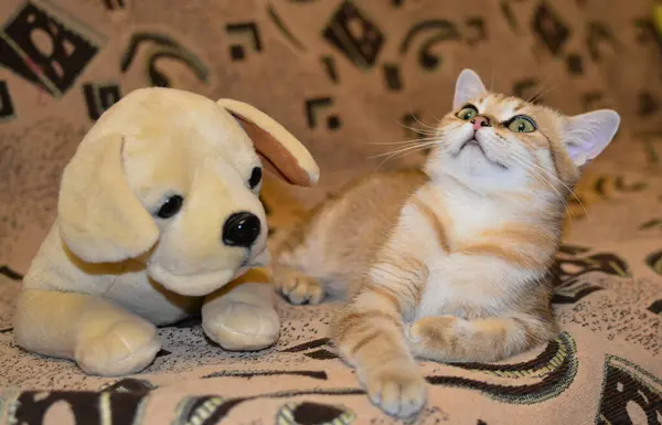 복슬복슬 집고양이가 소파에 즐거운 — 스톡 사진