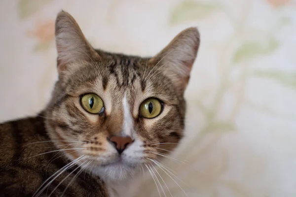 복슬복슬 집고양이가 소파에 즐거운 — 스톡 사진
