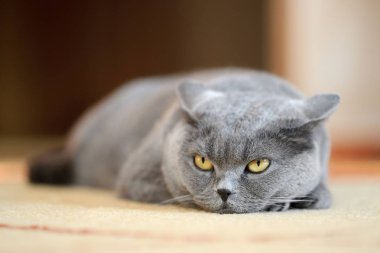 İngiliz kısa hava kedisi