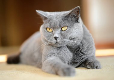 İngiliz kısa hava kedisi