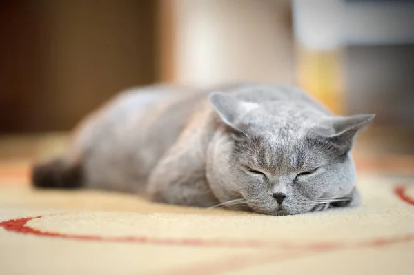 Британская кошка спит — стоковое фото