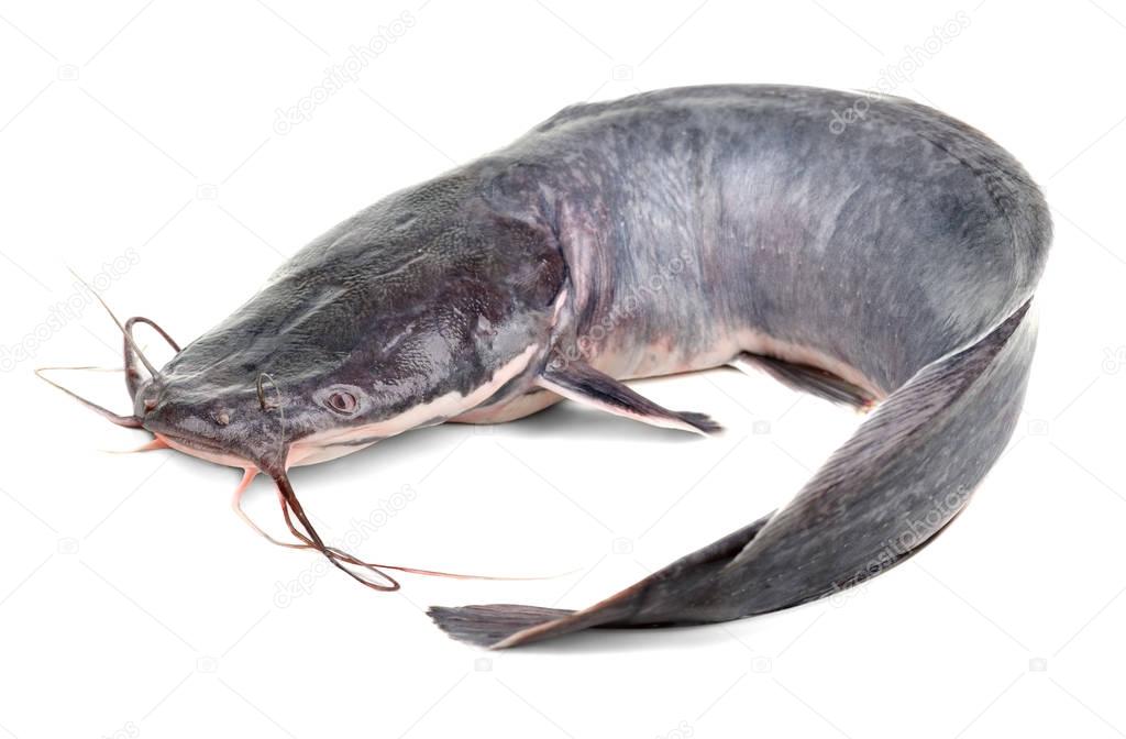 Poisson Chat Marchant Images Libres De Droit Photos De Poisson Chat Marchant Depositphotos Poisson Chat Marchant Images Libres De Droit Photos De Poisson Chat Marchant Depositphotos