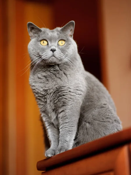 Britânico gato shorthair — Fotografia de Stock