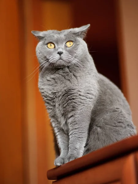 Britânico gato shorthair — Fotografia de Stock