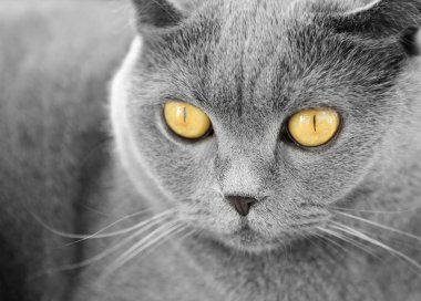 İngiliz kısa hava kedisi