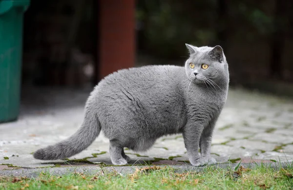 Britische Kurzhaarkatze — Stockfoto