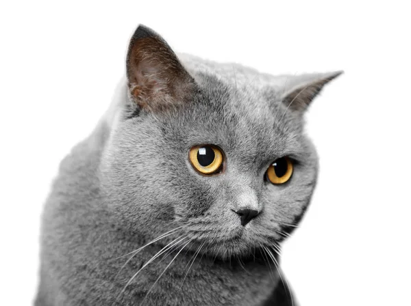 Britische Kurzhaarkatze — Stockfoto