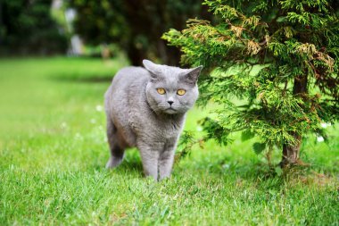 Britanya ile ilgili stenografi kedi açık havada.