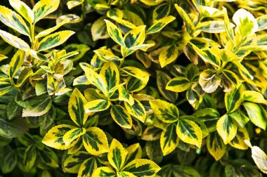 Fortune's mil (Euonymus fortunei). Sarı ve yeşil yaprakları.