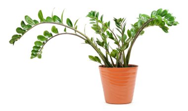 Beyaz arka plan üzerinde izole bir tencerede zamioculcas bitki.
