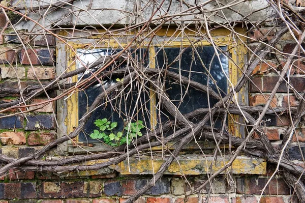 Eski Garaj Pencere Ile Kuru Üzüm Bitki Kaplı Telifsiz Stok Fotoğraflar