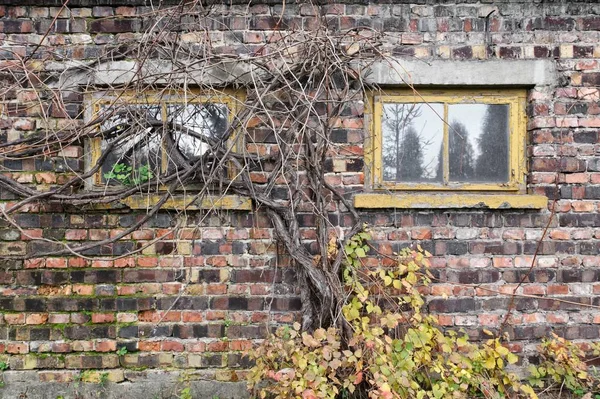 Старое Окно Гаража Покрытое Сухой Виноградной Лозой Лицензионные Стоковые Изображения