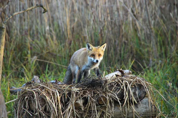 Fuchs Ungarischen Wald — Stockfoto