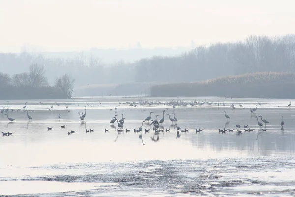 Herons Vild Natur Vid Ungersk Sjö — Stockfoto