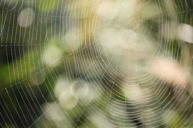 Macaristan 'da Bokeh ve çözülmüş örümcek ağı.