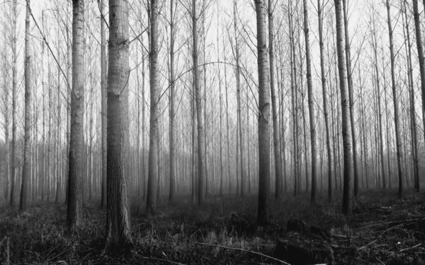 Ουγγρικά Δάση Και Λεπτά Δέντρα — Φωτογραφία Αρχείου