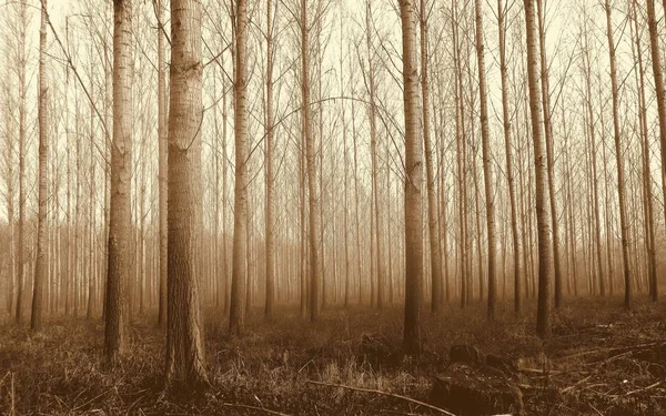 Венгерский Лес Тонкие Деревья — стоковое фото