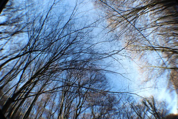 匈牙利的树木和晴朗的天空 — 图库照片